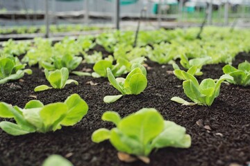 Closeup fresh organic vegetable grows in the nursery soil tray in the farm. Organic food