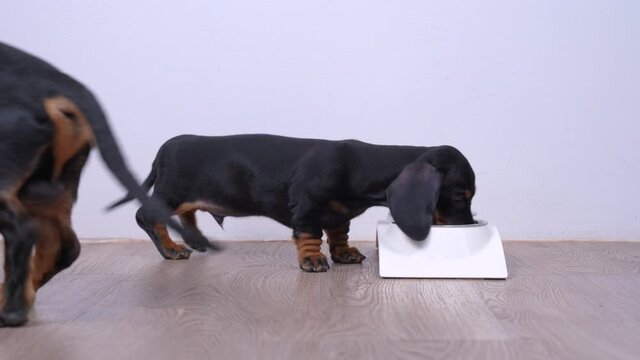 Hungry dachshund dogs come to bowls, sniff and check them for food. Disappointed pets leave empty feeder. Irresponsible owner forgot to take care of animals.
