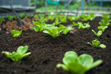 Closeup fresh organic vegetable grows in the nursery soil tray in the farm. Organic food