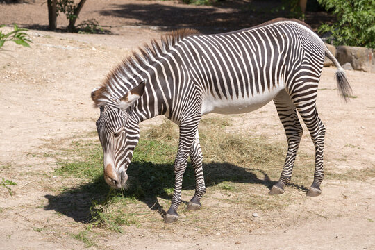 Z&egrave;bre, parc, animalier, animal, brouter, z&eacute;brure, robe, noir, blanc, cheval, Afrique, africain
