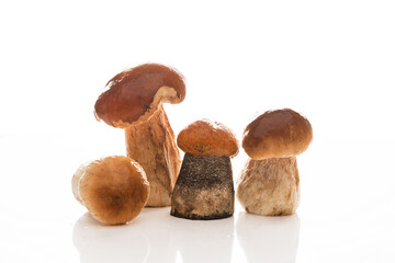 Forest autumn mushrooms isolated on a white background