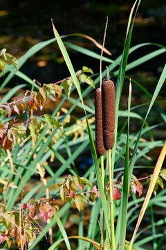 Breitbl&auml;ttriger Rohrkolben (Typha latifolia) - broadleaf cattail