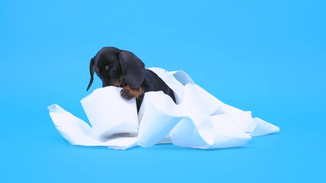 Naughty dachshund puppy steals roll of toilet paper, unwinds it, gets tangled, and nibbles on the loot. Active baby dog stayed home alone and made a mess.