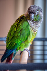 A four year-old female green-cheeked conure, Pyrrhura molinae, sits on a perch on top of her cage, looking at the camera