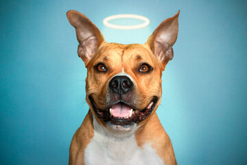 American Staffordshire Terrier with a Golden halo over his head. Close-up portrait of a funny...