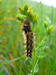 The caterpillar at the St John's wort
