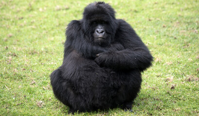 A Silverback Gorilla (Gorilla beringei beringei) - Rwanda.