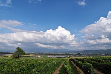 Fototapeta na wymiar 富良野の葡萄畑