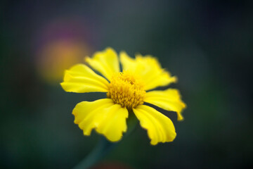 yellow flower macro
