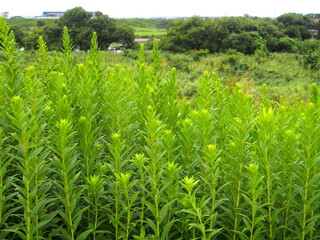 秋の江戸川土手に生える背高泡立ち草と河川敷風景