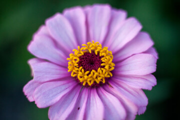 Obraz premium close up of a pink flower