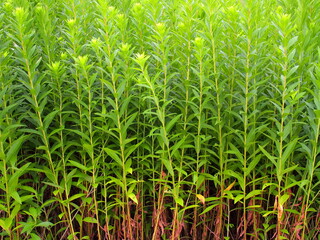 秋の土手に生える背高泡立ち草