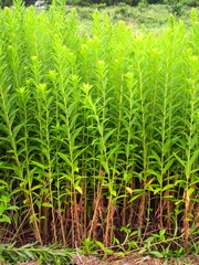 秋の土手に生える背高泡立ち草