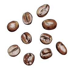 コーヒー豆　10粒