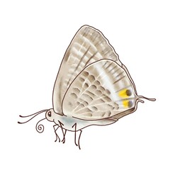 ウラナミシジミ