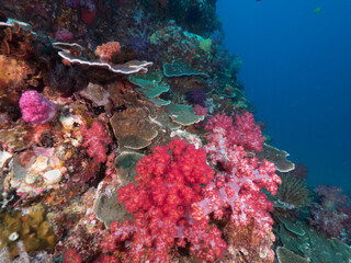 Fototapeta na wymiar Coral formation in Mergui archipelago, Myanmar