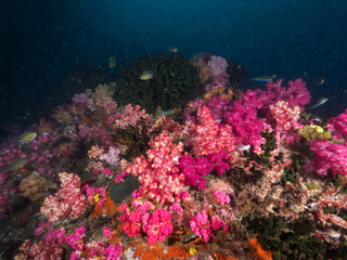 Fototapeta na wymiar Pink soft corals in Mergui archipelago, Myanmar