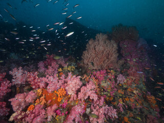 Pink soft corals in Mergui archipelago, Myanmar