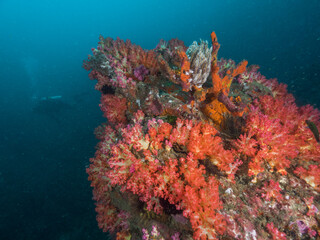 Naklejka na ściany i meble Red soft corals in Mergui archipelago, Myanmar