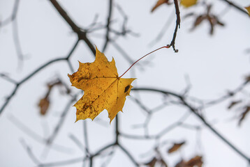 Colorful autumn maple leaves