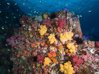 Colorful corals in Mergui archipelago, Myanmar