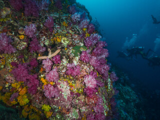 Colorful soft corals in Mergui archipelago, Myanmar