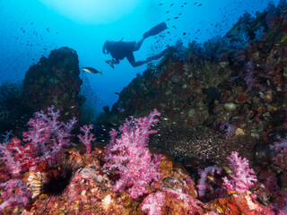 Fototapeta na wymiar Pink soft corals and a diver in Mergui archipelago, Myanmar