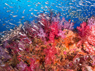 Red soft corals with glass fish in Mergui archipelago, Myanmar