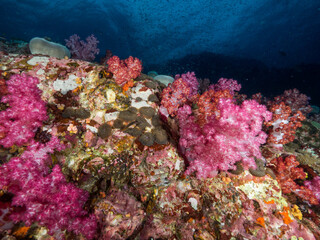 Fototapeta na wymiar Pink soft corals and mushroom anemone in Mergui archipelago, Myanmar