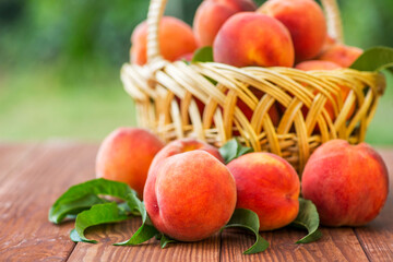 Freshly picked peaches in basket on a brown wooden table. Ripe peaches in a wicker basket, green garden on the background