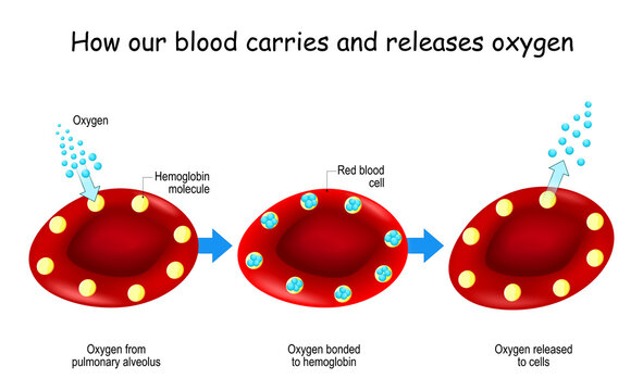 Oxygen and Hemoglobin. Red blood cells with hemoglobin molecule.