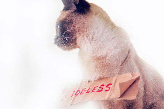 Jobless concept: siamese cat sitting in front of carton paper box , sand color background, poor glance, blue eyes
