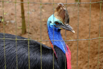 Brazil Foz do Iguacu - Zoo - Parque das Aves flightless southern Cassowary bird (Casuarius casuarius)