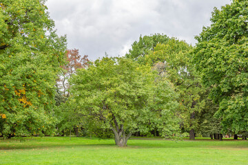Fototapeta premium Green grass in the recreation area of the city summer park
