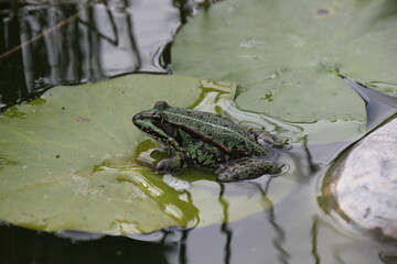 frog in the pond