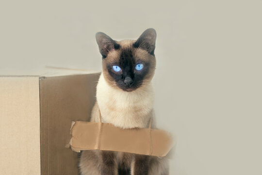 Pet adoption concept: siamese cat sitting in front of carton paper box , sand color background, poor glance, blue eyes