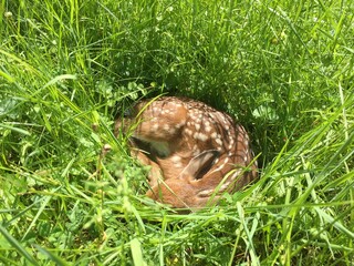 Sleeping Fawn