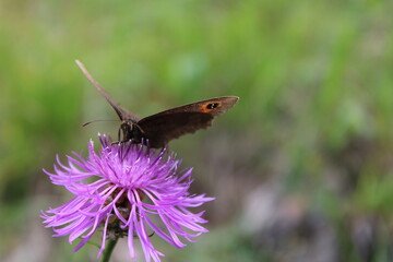 Butterfly upon a purple flower