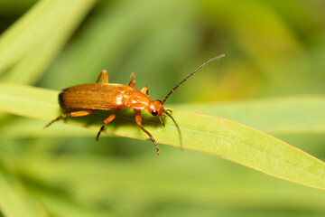 bug on green leaf