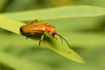 bug on green leaf