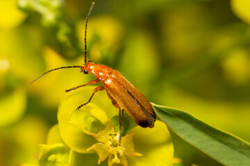 beetle on a yellow flower