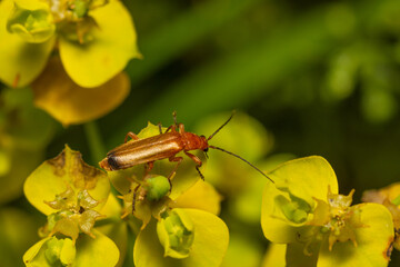 beetle on a yellow flower