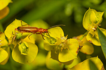 beetle on a yellow flower