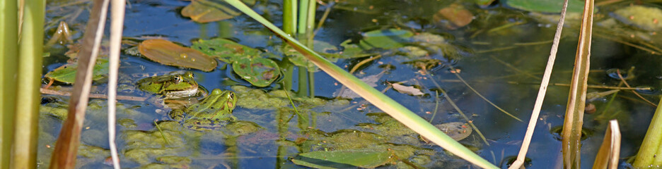 Froschteich - Teichfrosch / Edible frog (Pelophylax esculentus)