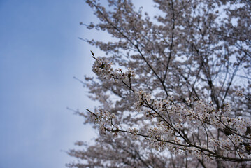 福島県の桜風景