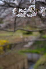 福島県の桜風景