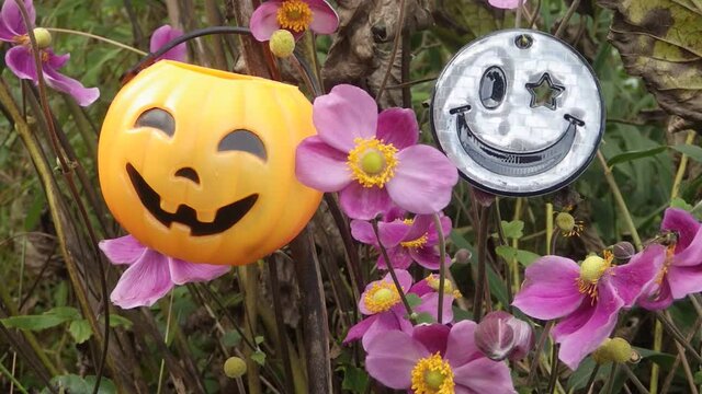 シュウメイギク、キンポウゲ科の多年草植物、別名キブネ菊、
名前に菊とつくが菊の仲間ではなくアネモネの仲間。
ハロウィン頃に咲くので、ペンダントやデコレーション飾り付け良くマッチ、ミツバチも蜜を求めて集いお祭り騒ぎに賑わいを添える。

日本では帰化植物だが、９月頃から咲き始め、高く伸びた花茎の上に大柄な花を付ける、優雅で秋の気配を感じさせ、古来から花壇や切り花として親しまれている。
