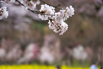 福島県の桜風景