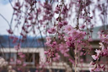 福島県の桜風景