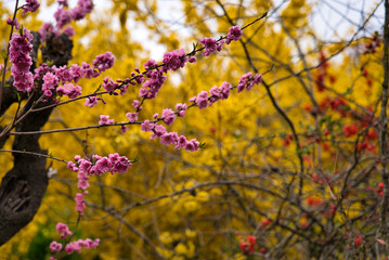 福島県の桜風景